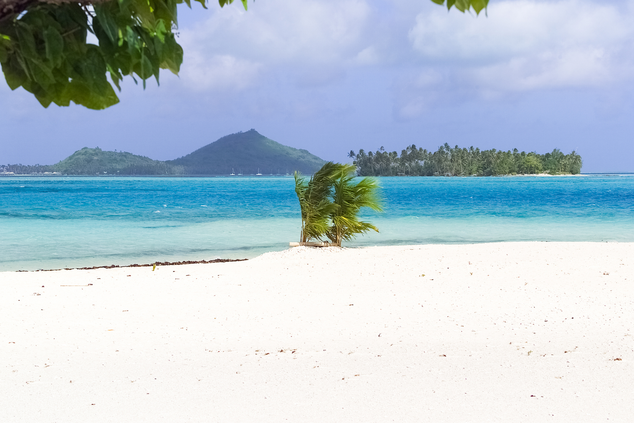 motu ceran, society islands (4).webp